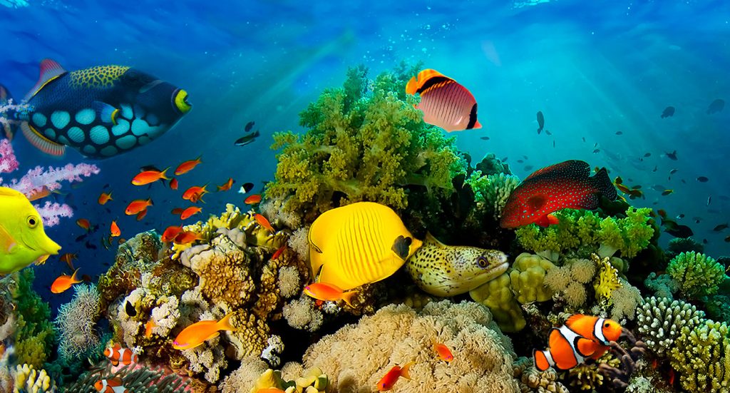 Sharm El Sheikh