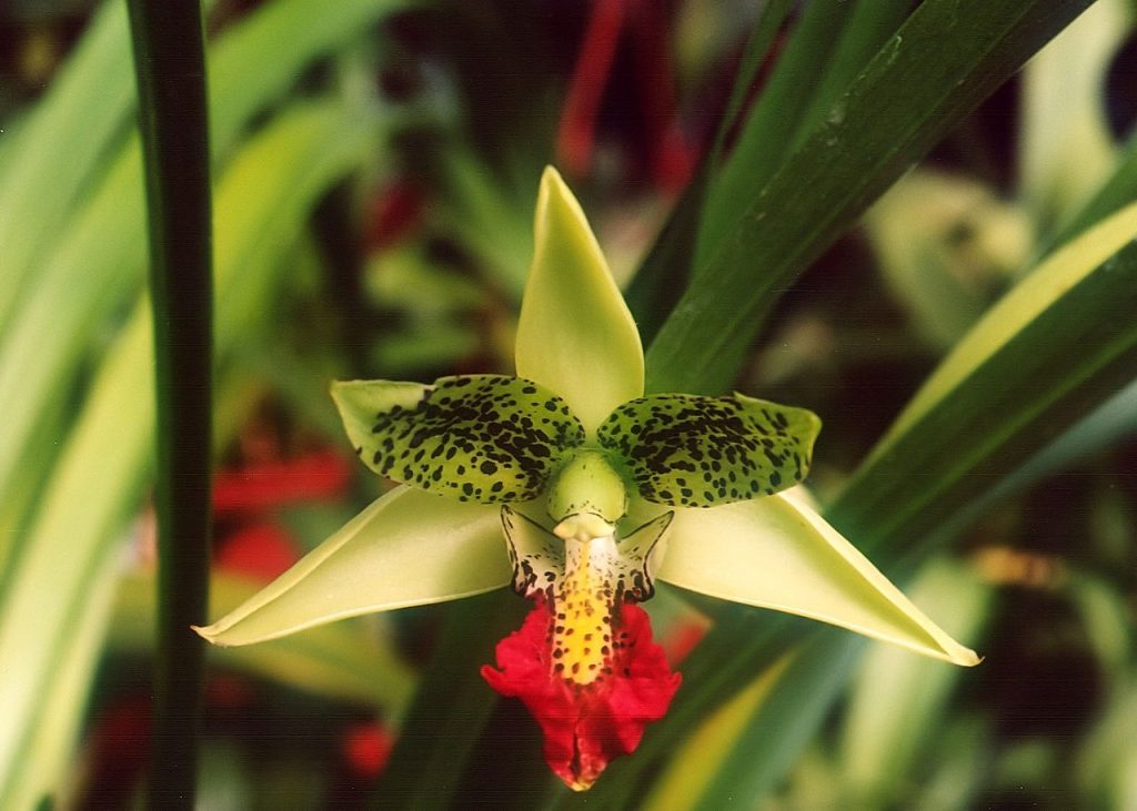 Orchidea del Madagascar