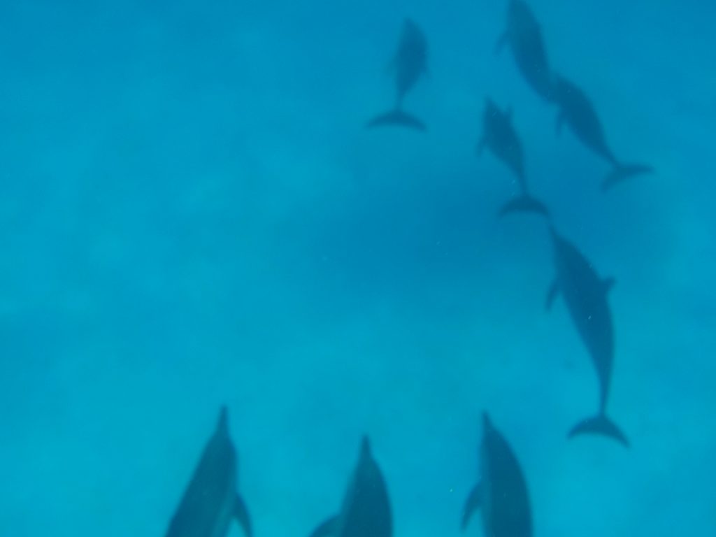 delfini