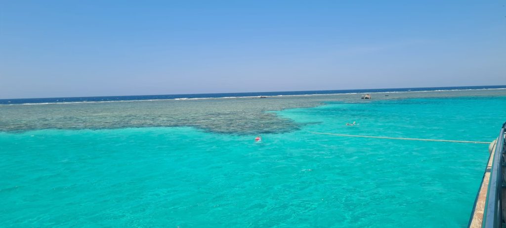 Dolphin House
