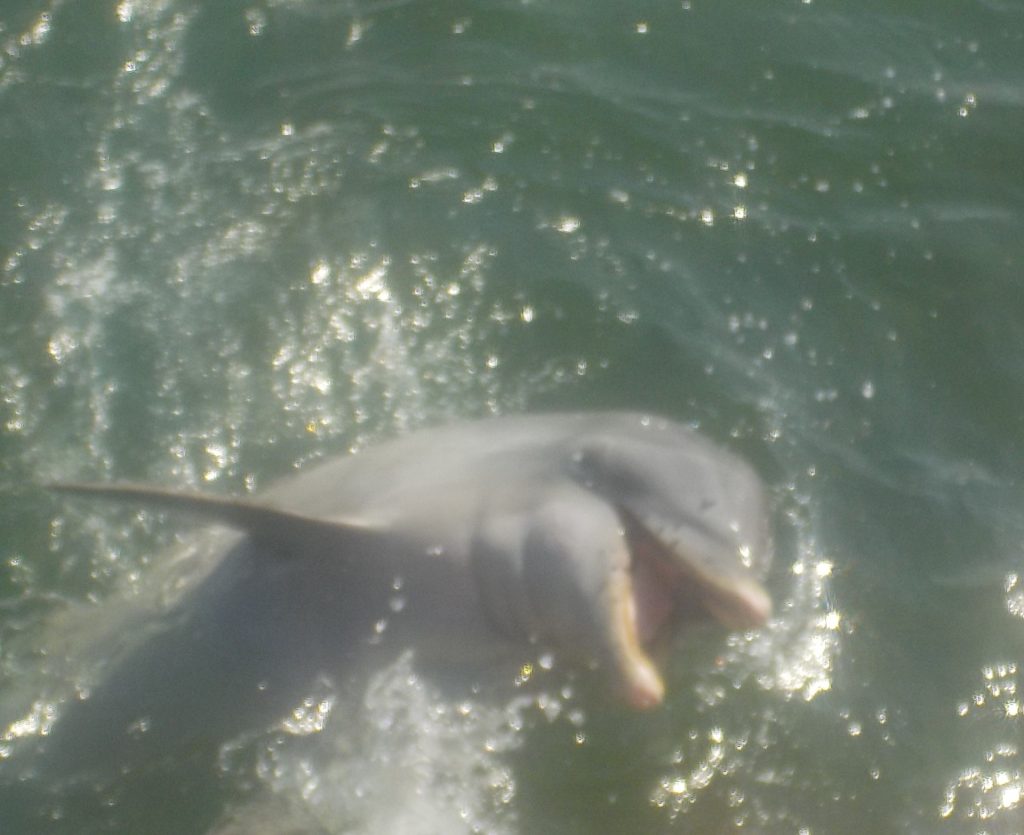 delfino