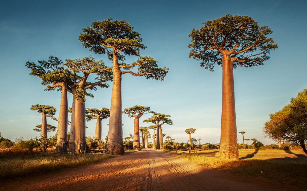 Baobab