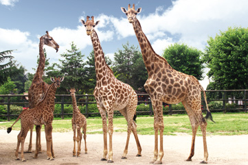 Giraffe