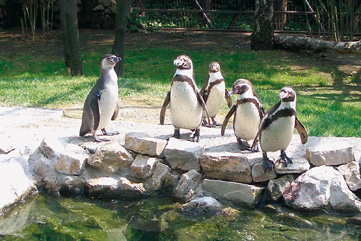 Pinguini