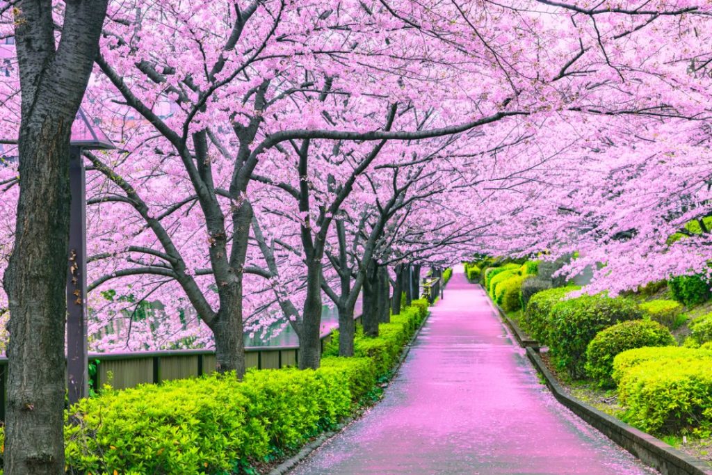 Kyoto