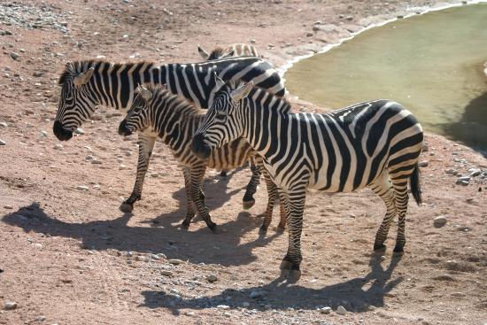 Zebre